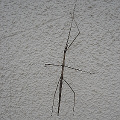 parabacillus hesperus - western short-horned stick insect - walkingstick parabacillus hesperus